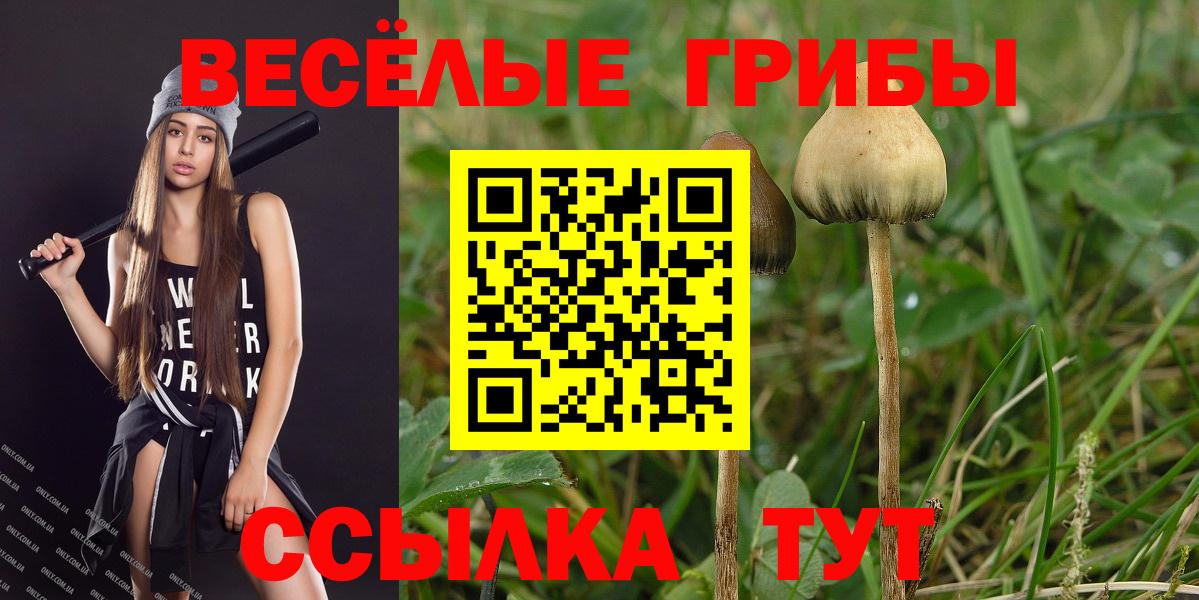 Галлюциногенные грибы Psilocybe Славянск-на-Кубани